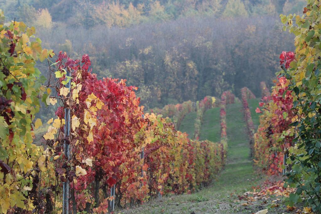 Ozzano MonferratoLa Terrazza Sul Monferrato公寓 外观 照片